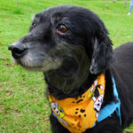 Historia del perro “Lenon” adoptado por una familia rionegrera